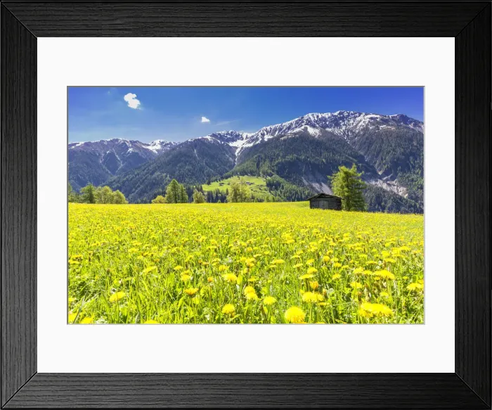 Framed Print : Flower meadows with traditional hut in Davos Wiesen, Parc Ela, Prettigau / Davos, Graubunden Framed Print : Flower meadows with traditional hut in Davos Wiesen, Parc Ela, Prettigau / Davos, Graubunden