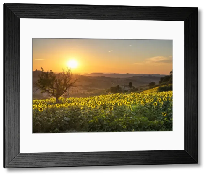 Framed Print : Montotto, Monterubbiano, province of Fermo, Marche, Italy, Europe Framed Print : Montotto, Monterubbiano, province of Fermo, Marche, Italy, Europe