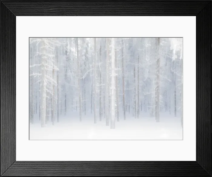 Framed Print : Abstract overview of trees in the boreal forest, Muonio, Lapland, Finland, Europe Framed Print : Abstract overview of trees in the boreal forest, Muonio, Lapland, Finland, Europe