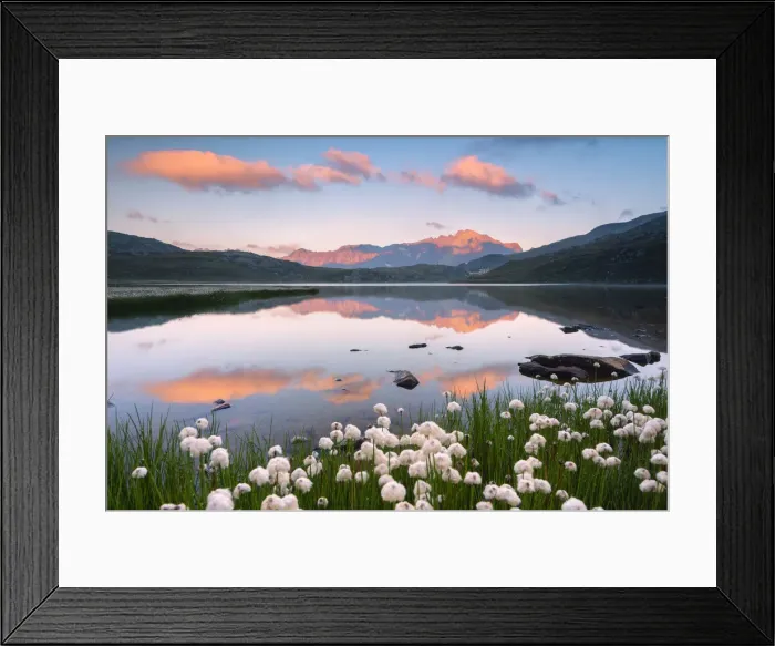Framed Print : Eriofori blooms at the Gavia pass at dawn, Lombardy district, Brescia province, Italy Framed Print : Eriofori blooms at the Gavia pass at dawn, Lombardy district, Brescia province, Italy