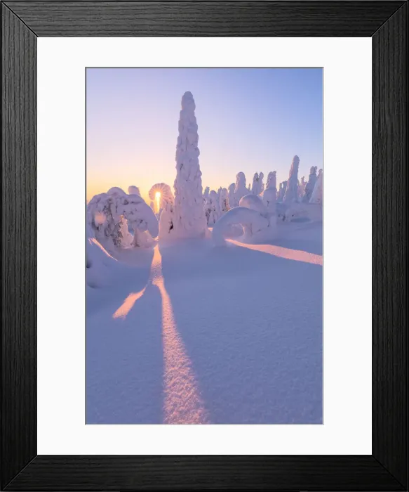 Framed Print : Sunburst on frozen trees at dawn, Riisitunturi National Park, Posio, Lapland, Finland Framed Print : Sunburst on frozen trees at dawn, Riisitunturi National Park, Posio, Lapland, Finland