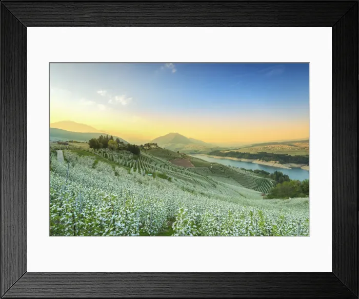 Framed Print : flowers in spring season at sunset in Non valley Europe, Italy, Trentino, Non valley