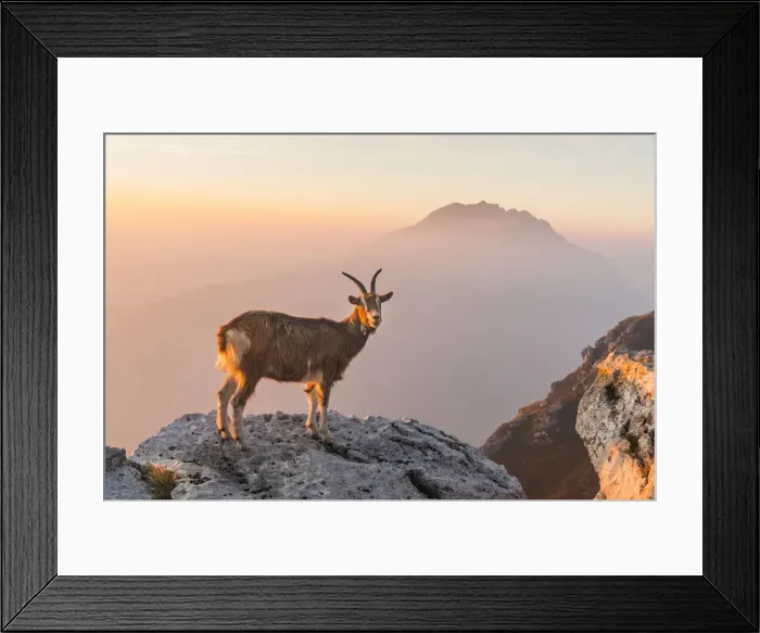 Framed Print : Goat at sunrise in the mountains of Due Mani mount. Valsassina, Lecco, Lombardy, Italy Framed Print : Goat at sunrise in the mountains of Due Mani mount. Valsassina, Lecco, Lombardy, Italy