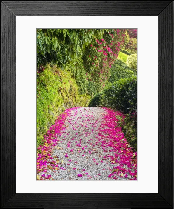 Framed Print : Rhododendron Lined Path, Lanhydrock, Bodman, Cornwall, England