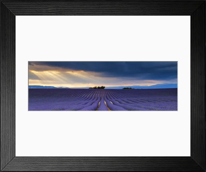 Framed Print : Sun Rays Over Field of Lavender, Valensole Plateau, Provence, France Framed Print : Sun Rays Over Field of Lavender, Valensole Plateau, Provence, France