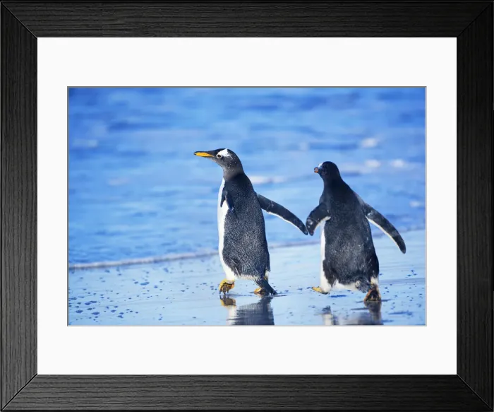 Framed Print : Gentoo penguins walking together, Sea Lion Island, Falkland Islands Framed Print : Gentoo penguins walking together, Sea Lion Island, Falkland Islands