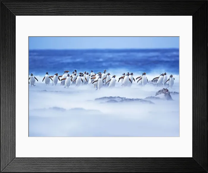 Framed Print : Gentoo Penguins (Pygocelis papua papua) walking through a sandstorm, Sea Lion Island Framed Print : Gentoo Penguins (Pygocelis papua papua) walking through a sandstorm, Sea Lion Island