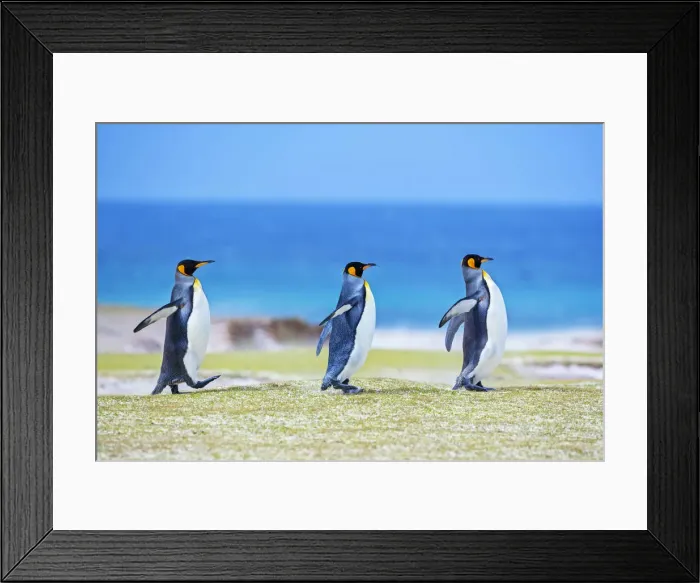 Framed Print : King penguins (Aptenodytes patagonicus) walking in line, Volunteer Point, East Falkland Framed Print : King penguins (Aptenodytes patagonicus) walking in line, Volunteer Point, East Falkland