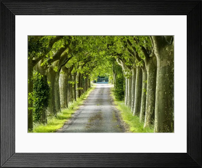 Framed Print : Tree-lined Road, near Carcassonne, Occitanie, France Framed Print : Tree-lined Road, near Carcassonne, Occitanie, France