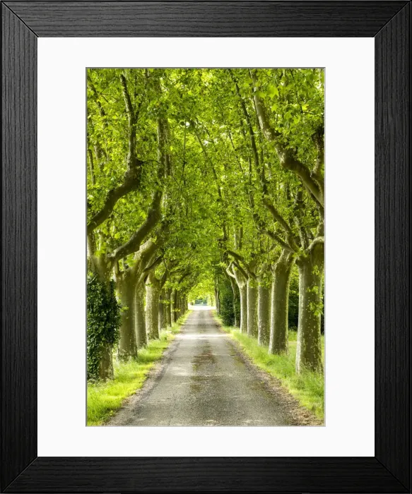 Framed Print : Tree-lined Road, near Carcassonne, Occitanie, France Framed Print : Tree-lined Road, near Carcassonne, Occitanie, France