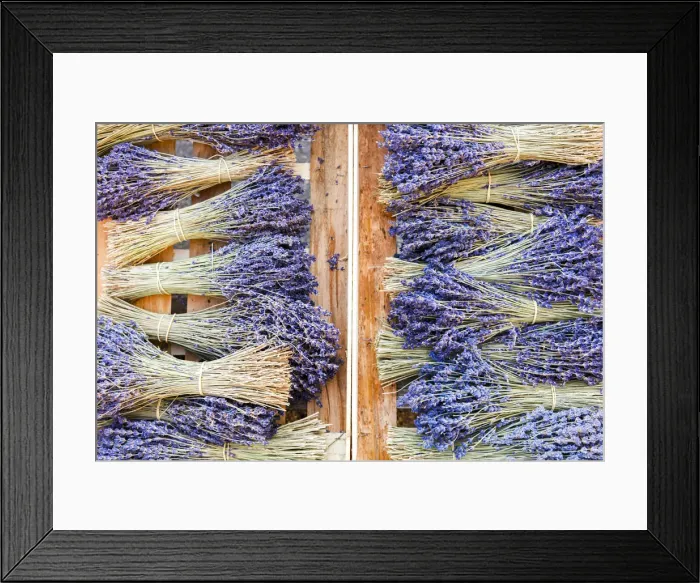 Framed Print : France, Provence, Alpes-de-Haute-Provence: Bunch of Lavender Framed Print : France, Provence, Alpes-de-Haute-Provence: Bunch of Lavender