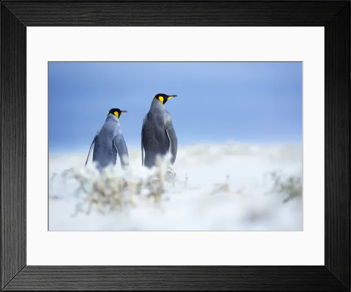 Framed Print : King penguins standing in a sand storm, Volunteer Point, East Falkland, Falkland Islands