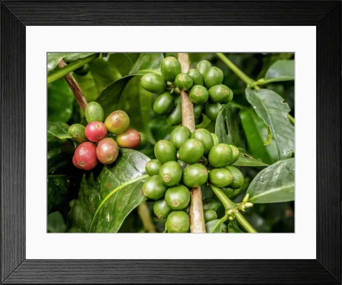 Framed Print : Coffea Cherries, Coffee Triangle, Salento, Quindio Department, Colombia