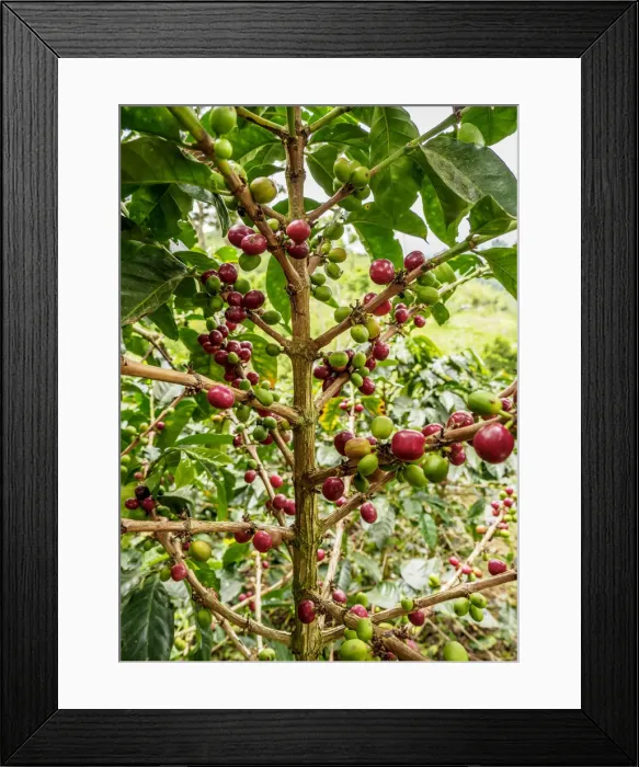 Framed Print : Coffea Cherries, Coffee Triangle, Salento, Quindio Department, Colombia Framed Print : Coffea Cherries, Coffee Triangle, Salento, Quindio Department, Colombia