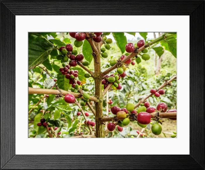 Framed Print : Coffea Cherries, Coffee Triangle, Salento, Quindio Department, Colombia Framed Print : Coffea Cherries, Coffee Triangle, Salento, Quindio Department, Colombia