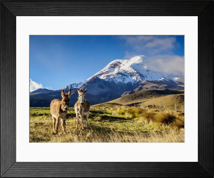 Framed Print : Donkeys and Chimborazo Volcano, Chimborazo Province, Ecuador Framed Print : Donkeys and Chimborazo Volcano, Chimborazo Province, Ecuador