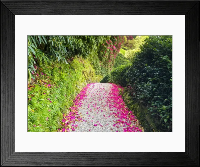 Framed Print : Rhododendron Flower Petal Lined Path, Lanhydrock, Bodman, Cornwall, England Framed Print : Rhododendron Flower Petal Lined Path, Lanhydrock, Bodman, Cornwall, England
