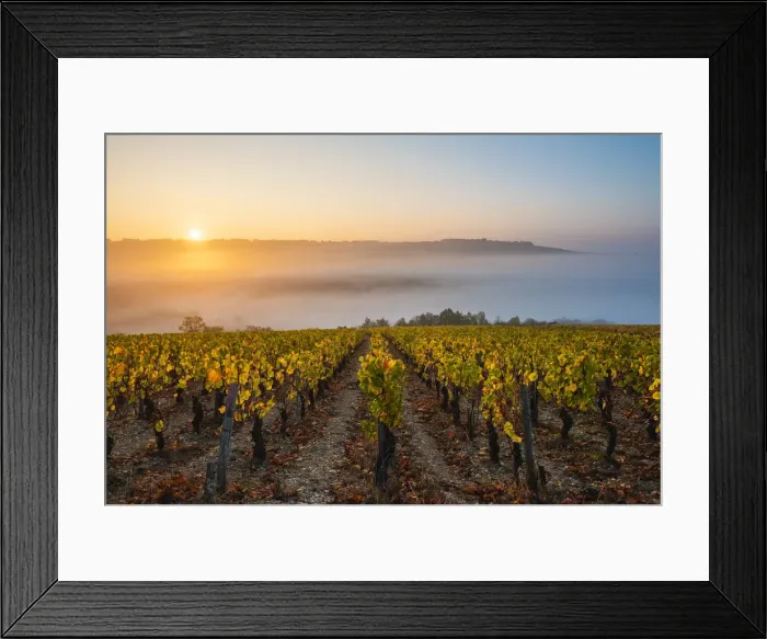 Framed Print : France, Bourgogne-Franche-Comte, Burgundy, Yonne, Irancy. Vineyards at sunrise Framed Print : France, Bourgogne-Franche-Comte, Burgundy, Yonne, Irancy. Vineyards at sunrise