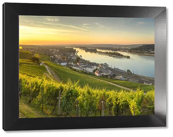 Vineyards and River Rhine at sunrise, Rudesheim, Rhineland-Palatinate, Germany