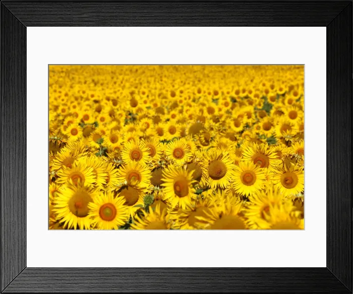 Framed Print : Italy, Tuscany; Field of blooming sunflowers