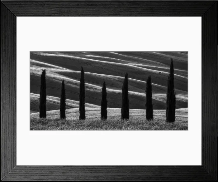 Framed Print : Cypress Trees, Tuscany, Italy Framed Print : Cypress Trees, Tuscany, Italy