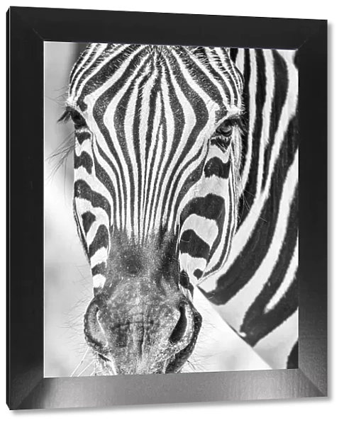 Africa, Namibia, Etosha National park. Zebra portrait in black and white