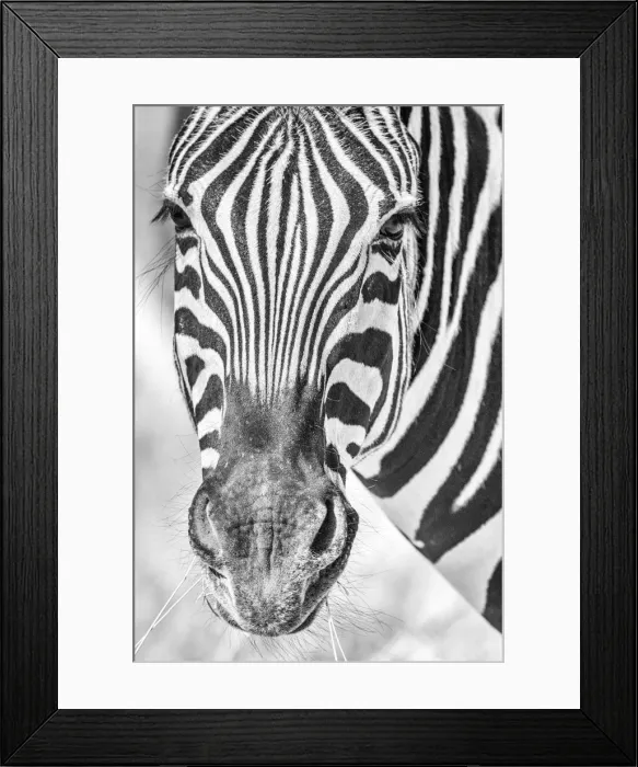 Framed Print : Africa, Namibia, Etosha National park. Zebra portrait in black and white Framed Print : Africa, Namibia, Etosha National park. Zebra portrait in black and white