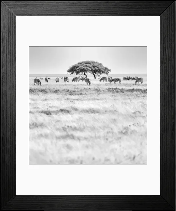 Framed Print : Africa, Namibia, Etosha National park. Zebra herd with acacia tree in front of Framed Print : Africa, Namibia, Etosha National park. Zebra herd with acacia tree in front of