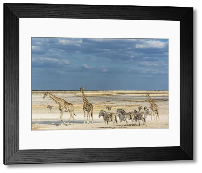 Framed Print : Africa, Namibia, Etosha National park. Zebra herd and giraffes at a waterhole