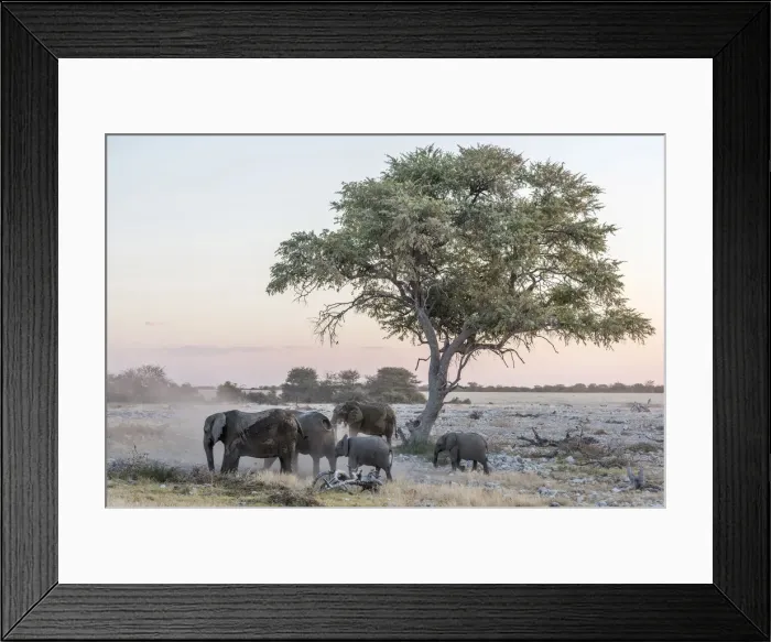 Framed Print : Africa, Namibia, Etosha National park. Elephant herd near to Okaukuejo Framed Print : Africa, Namibia, Etosha National park. Elephant herd near to Okaukuejo