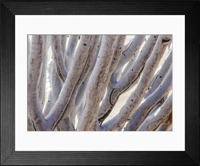 Framed Print : Africa, Namibia, Namib Rand area. Quiver Tree Framed Print : Africa, Namibia, Namib Rand area. Quiver Tree