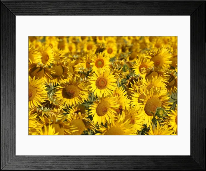 Framed Print : Italy, Tuscany; Field of blooming sunflowers Framed Print : Italy, Tuscany; Field of blooming sunflowers