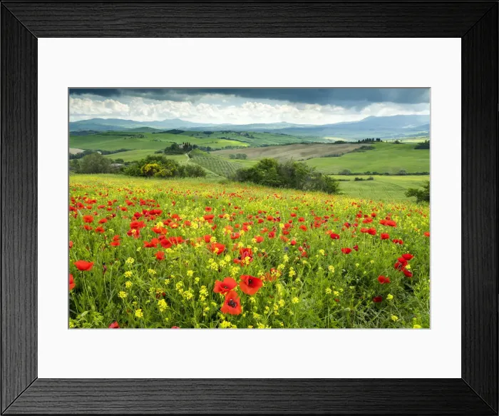 Framed Print : Field of Wildflowers Above Belvedere, Val d Orcia, Tuscany, Italy Framed Print : Field of Wildflowers Above Belvedere, Val d Orcia, Tuscany, Italy