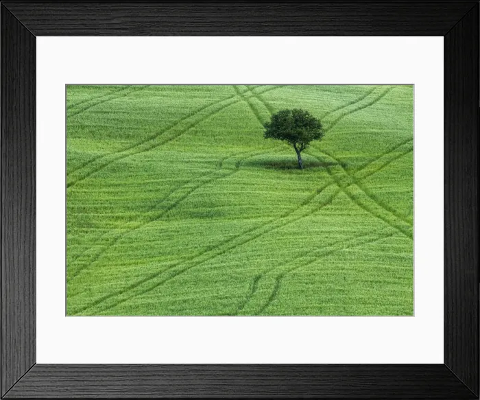 Framed Print : Lone Tree in Field of Wheat, Tuscany, Italy Framed Print : Lone Tree in Field of Wheat, Tuscany, Italy