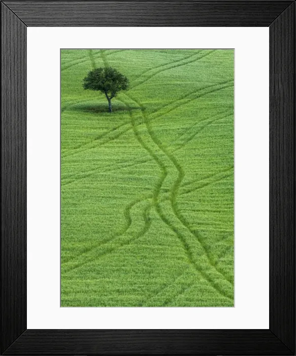 Framed Print : Lone Tree in Field of Wheat, Tuscany, Italy