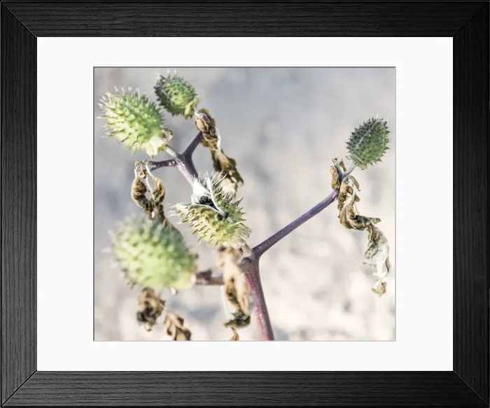Framed Print : Africa, Namibia, near Keetmanshop. Plant with seedpots Framed Print : Africa, Namibia, near Keetmanshop. Plant with seedpots