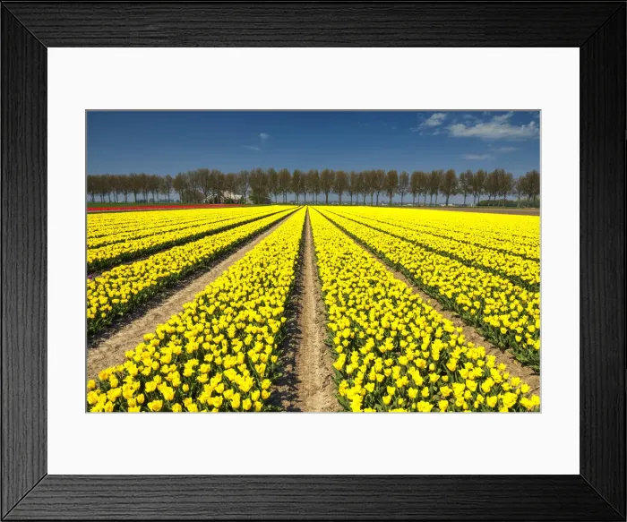 Framed Print : Field of Yellow Tulips, Abbenes, Holland, Netherlands Framed Print : Field of Yellow Tulips, Abbenes, Holland, Netherlands
