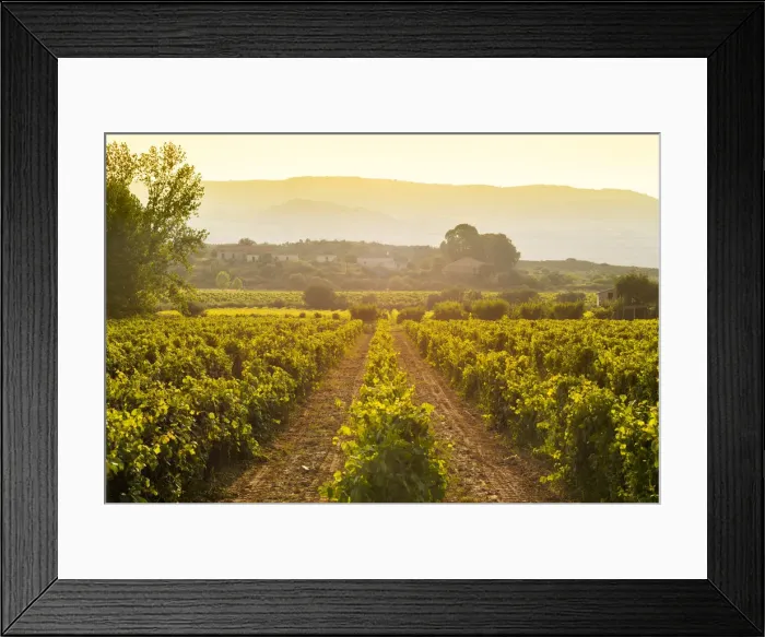 Framed Print : Vineyards at the Vale da Vilarica along the Sabor river, Tras os Montes, Portugal Framed Print : Vineyards at the Vale da Vilarica along the Sabor river, Tras os Montes, Portugal