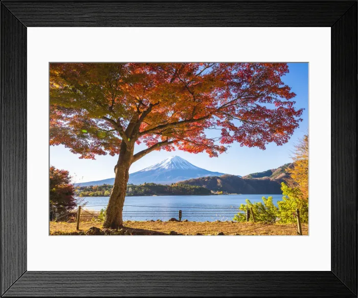Framed Print : Fuji Five Lakes, Yamanashi Prefecture, Japan. Maple tree and Mt Fuji in autumn Framed Print : Fuji Five Lakes, Yamanashi Prefecture, Japan. Maple tree and Mt Fuji in autumn