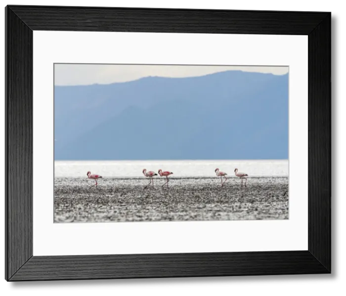 Framed Print : Africa, Tanzania, Eyasi Lake. Lesser flamingos Framed Print : Africa, Tanzania, Eyasi Lake. Lesser flamingos