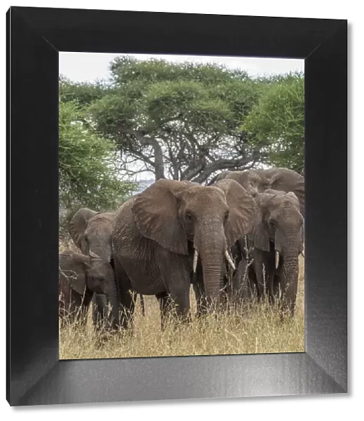Africa, Tanzania, Tarangire National Park. A herd of elephants in the forest
