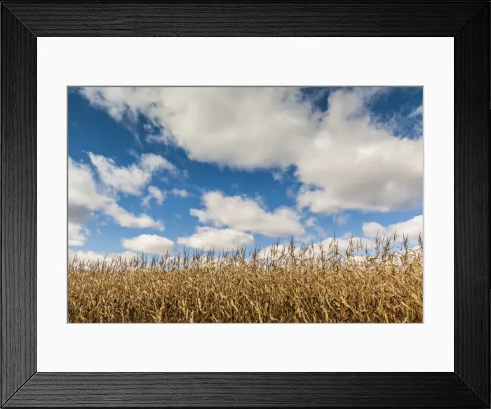Framed Print : Canada, Nova Scotia, Annapolis Valley, Wolfville, farm field, autumn Framed Print : Canada, Nova Scotia, Annapolis Valley, Wolfville, farm field, autumn