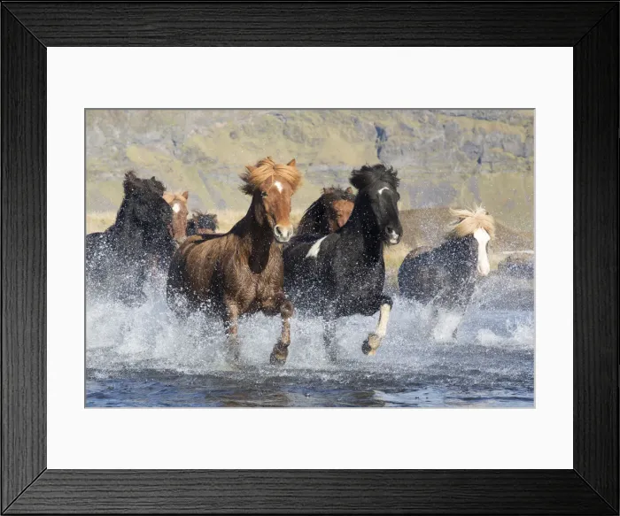 Framed Print : Icelandic horses running across a glacial river, South Iceland Framed Print : Icelandic horses running across a glacial river, South Iceland
