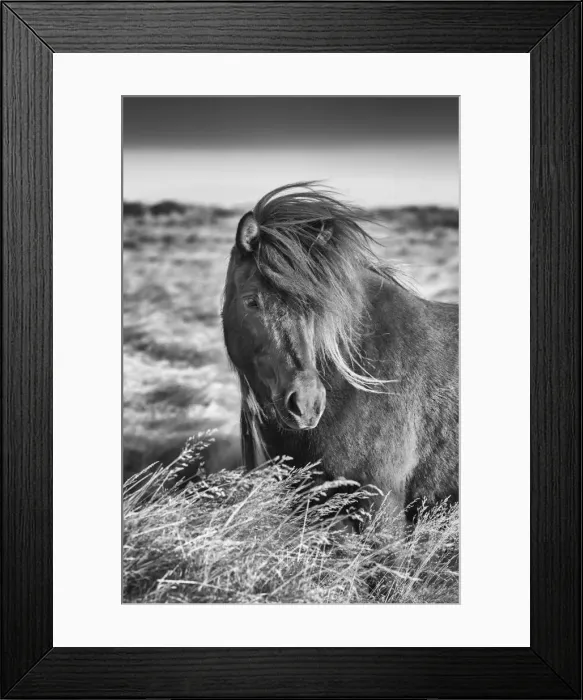 Framed Print : Icelandic horse standing in a field, South Iceland Framed Print : Icelandic horse standing in a field, South Iceland