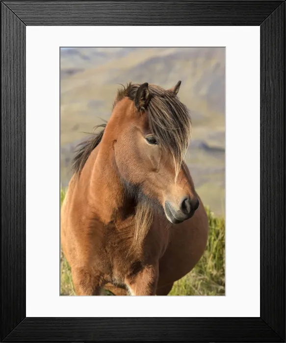 Framed Print : Icelandic horse standing in a field, South Iceland Framed Print : Icelandic horse standing in a field, South Iceland