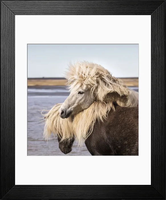 Framed Print : Icelandic horses playing near a lake, South Iceland Framed Print : Icelandic horses playing near a lake, South Iceland