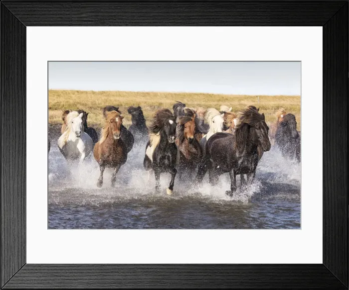 Framed Print : Icelandic horses running across a glacial river, South Iceland Framed Print : Icelandic horses running across a glacial river, South Iceland