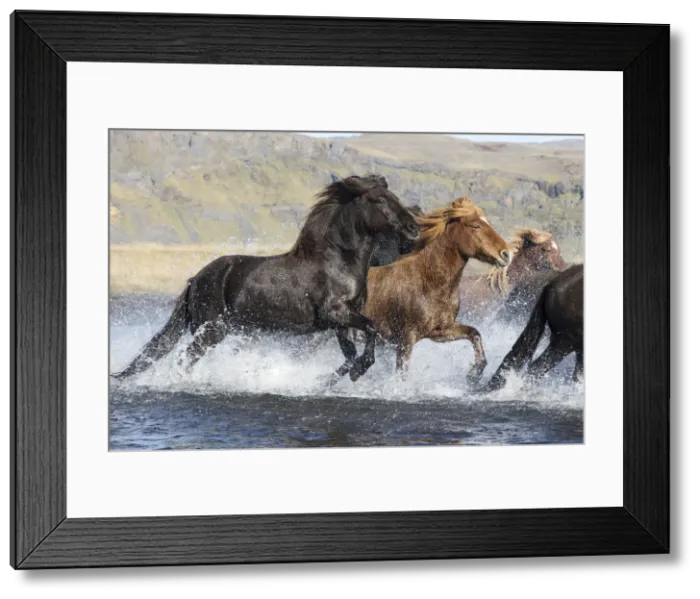 Framed Print : Icelandic horses running across a glacial river, South Iceland