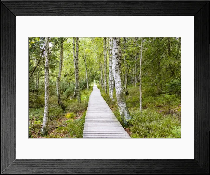 Framed Print : Wildseemoor, Gernsbach, Baden-Wurttemberg, Germany. Wooden boardwalk though the moor Framed Print : Wildseemoor, Gernsbach, Baden-Wurttemberg, Germany. Wooden boardwalk though the moor
