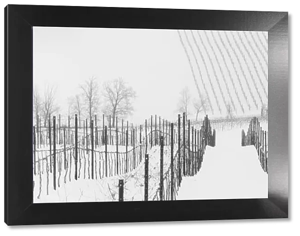 Lambrusco Grasparossa vineyards under snow during winter in Calstelvetro di Modena